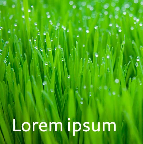 Lorem ipsum